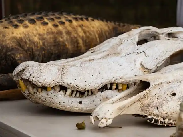 비아그라 사이트 정보 탐색 방법 안전한 의약품 정보 찾기